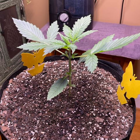 Indica Northern Lights growlog timeline photo