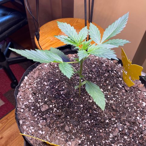 Indica Northern Lights growlog timeline photo