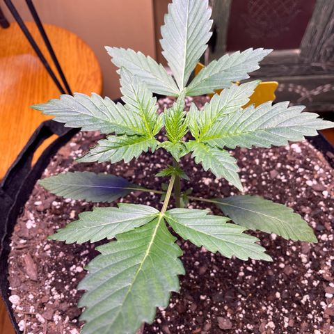 Indica Northern Lights growlog timeline photo