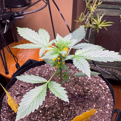Indica Northern Lights growlog timeline photo