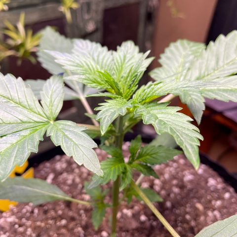Indica Northern Lights growlog timeline photo