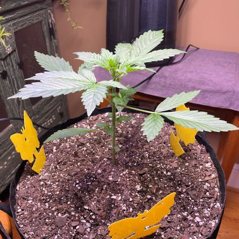 Indica Northern Lights growlog timeline photo