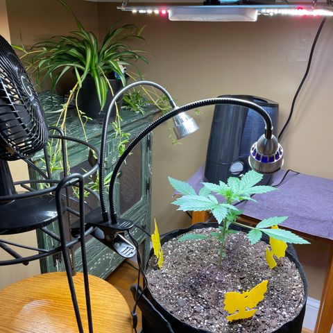 Indica Northern Lights growlog timeline photo