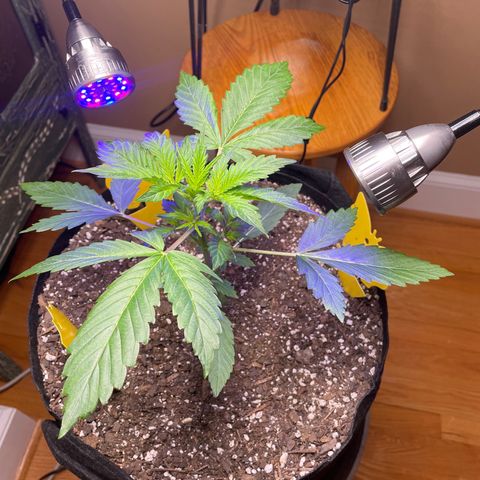 Indica Northern Lights growlog timeline photo