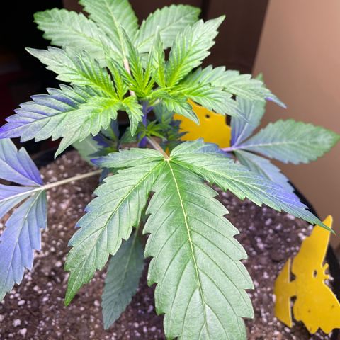 Indica Northern Lights growlog timeline photo
