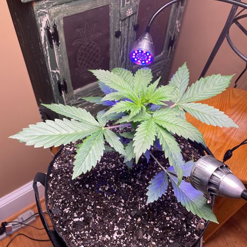 Indica Northern Lights growlog timeline photo
