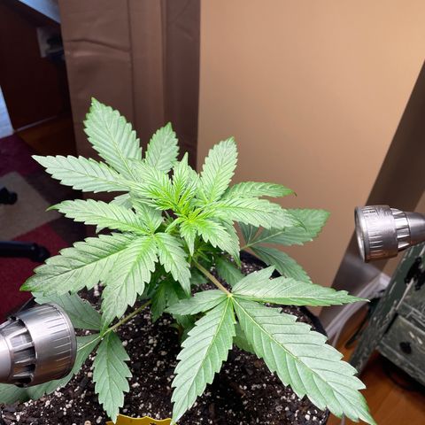 Indica Northern Lights growlog timeline photo