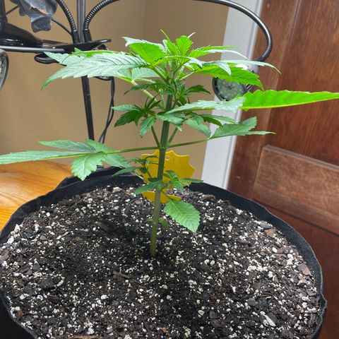 Indica Northern Lights growlog timeline photo