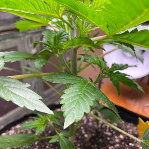 Indica Northern Lights growlog timeline photo
