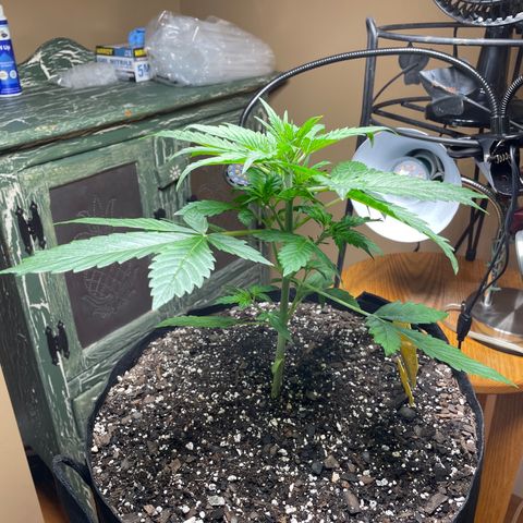 Indica Northern Lights growlog timeline photo