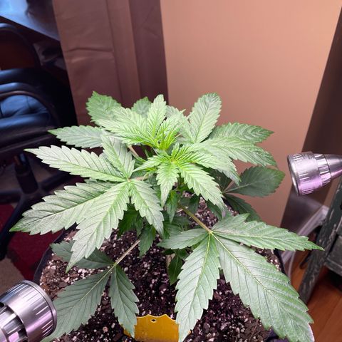 Indica Northern Lights growlog timeline photo