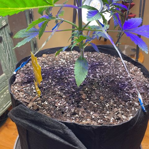 Indica Northern Lights growlog photo: Started LST on first 2 branches