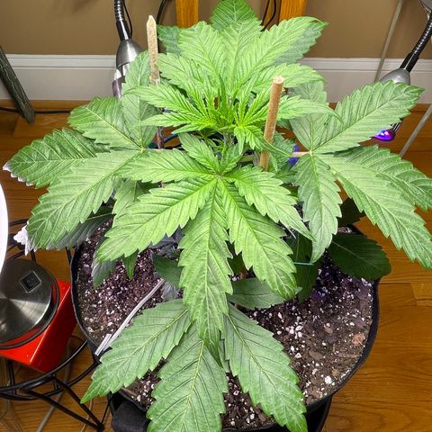 Indica Northern Lights growlog photo: Whoops! Now I have a clone! Very fragile! Live and learn!