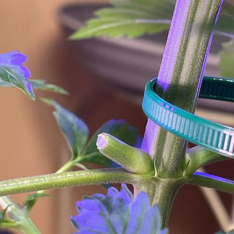 Indica Northern Lights growlog photo: Whoops! Now I have a clone! Very fragile! Live and learn!