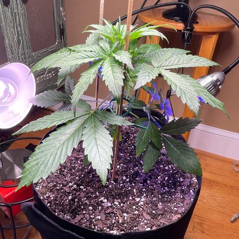 Indica Northern Lights growlog photo: Whoops! Now I have a clone! Very fragile! Live and learn!