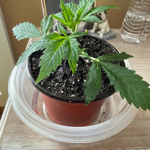 Indica Northern Lights growlog photo: Whoops! Now I have a clone! Very fragile! Live and learn!