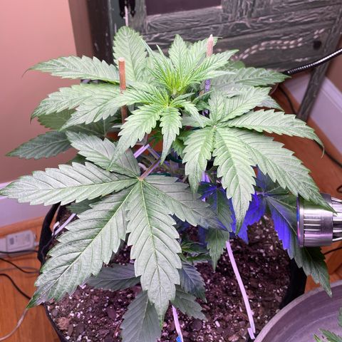 Indica Northern Lights growlog timeline photo