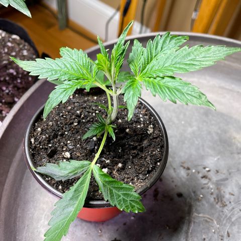 Indica Northern Lights growlog timeline photo
