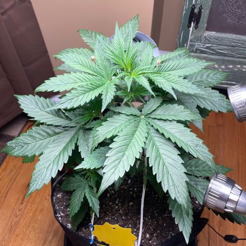 Indica Northern Lights growlog timeline photo