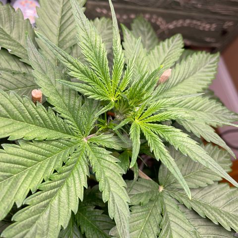 Indica Northern Lights growlog timeline photo