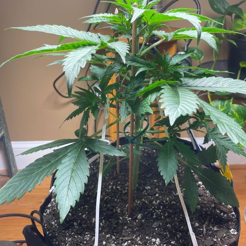 Indica Northern Lights growlog timeline photo