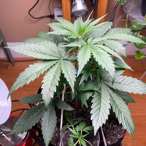 Indica Northern Lights growlog timeline photo