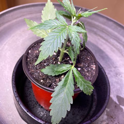 Indica Northern Lights growlog photo: Clone