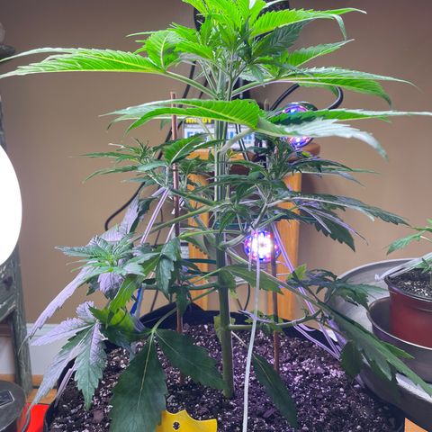 Indica Northern Lights growlog photo: No more LST! Now I have two clones and a Moma!