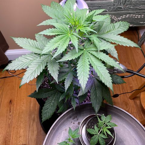 Indica Northern Lights growlog photo: No more LST! Now I have two clones and a Moma!