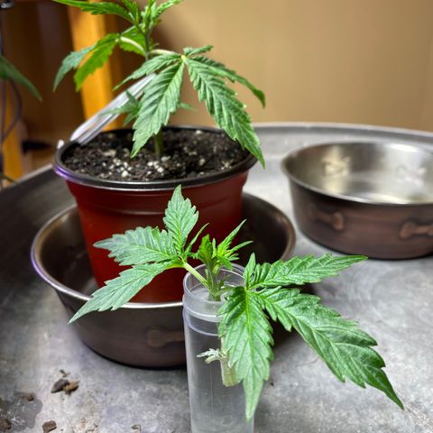 Indica Northern Lights growlog photo: No more LST! Now I have two clones and a Moma!