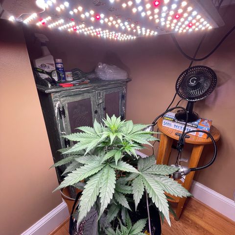 Indica Northern Lights growlog timeline photo