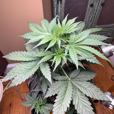 Indica Northern Lights growlog timeline photo