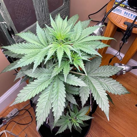 Indica Northern Lights growlog timeline photo