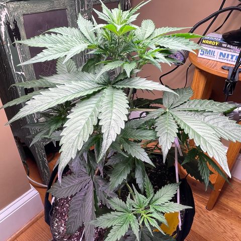 Indica Northern Lights growlog timeline photo