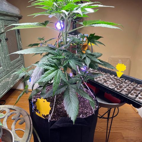 Indica Northern Lights growlog timeline photo