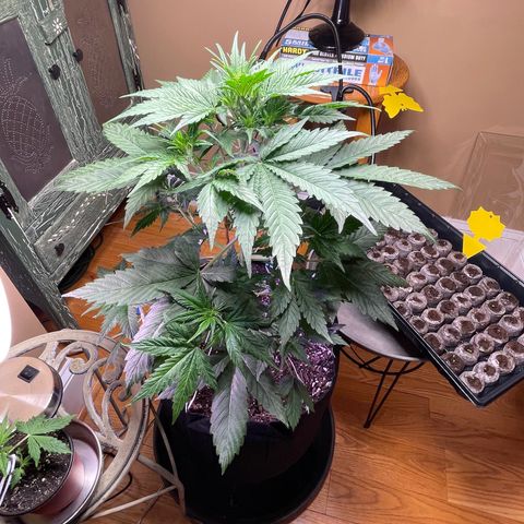 Indica Northern Lights growlog timeline photo