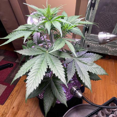 Indica Northern Lights growlog timeline photo