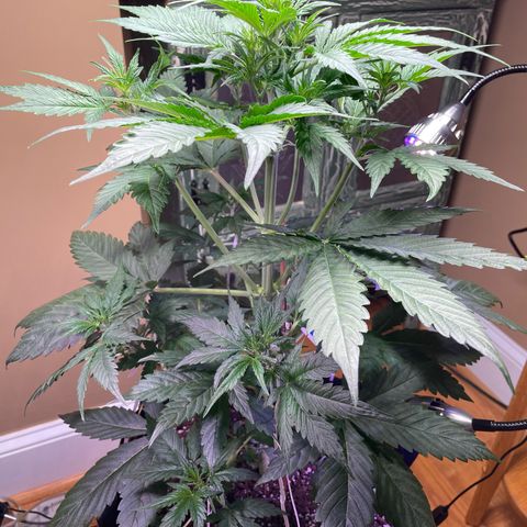 Indica Northern Lights growlog timeline photo