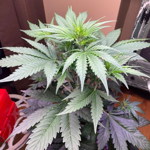 Indica Northern Lights growlog timeline photo