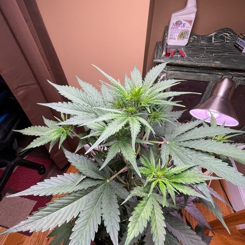 Indica Northern Lights growlog timeline photo