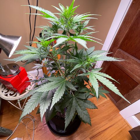 Indica Northern Lights growlog timeline photo