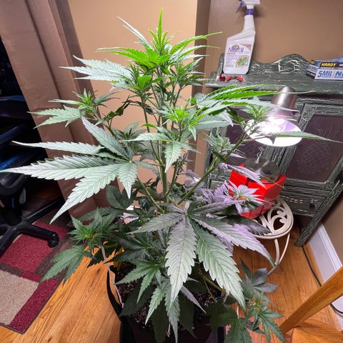 Indica Northern Lights growlog timeline photo
