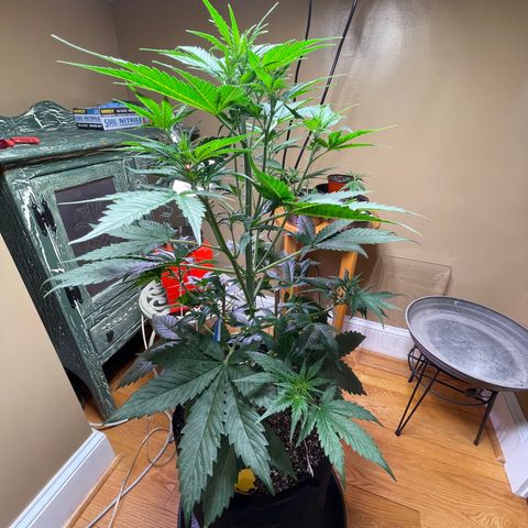 Indica Northern Lights growlog timeline photo