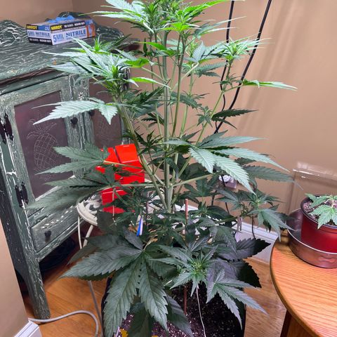 Indica Northern Lights growlog timeline photo