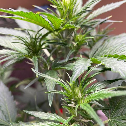 Indica Northern Lights growlog timeline photo