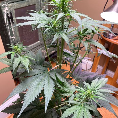Indica Northern Lights growlog timeline photo