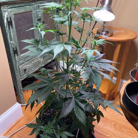 Indica Northern Lights growlog timeline photo