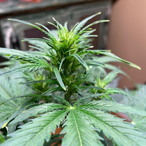 Indica Northern Lights growlog timeline photo
