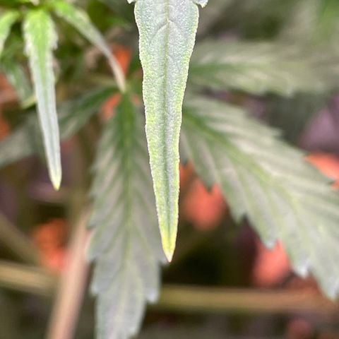 Indica Northern Lights growlog photo: A little consering! Probably just light burn. Moved light further away. Only at very top