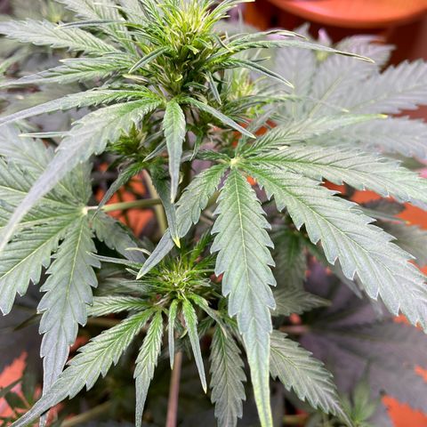 Indica Northern Lights growlog photo: A little consering! Probably just light burn. Moved light further away. Only at very top